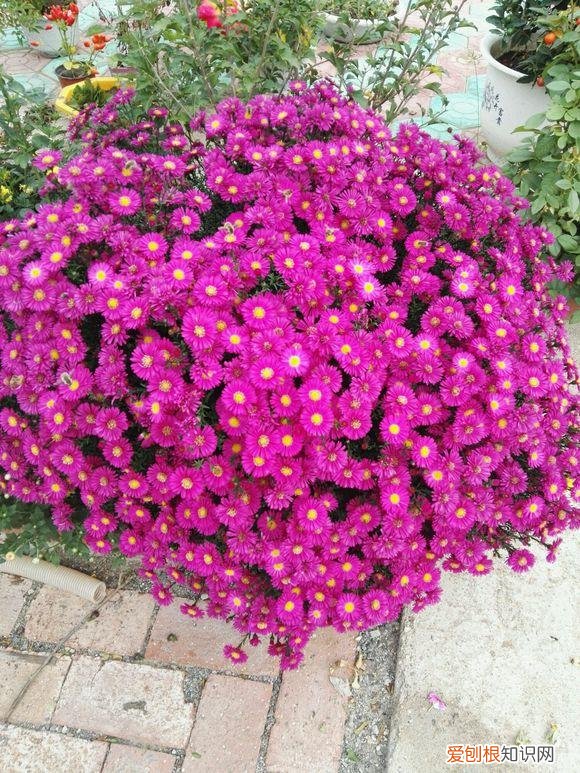 养花应该怎么养，10个不起眼的养花小技巧，学会了再也不用问别人花怎么养了！