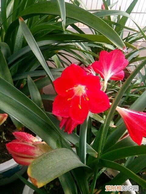 养花应该怎么养，10个不起眼的养花小技巧，学会了再也不用问别人花怎么养了！