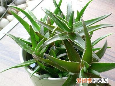 如何养好花烛，养花的7个技巧，简单易学又实用，养一盆活一盆！