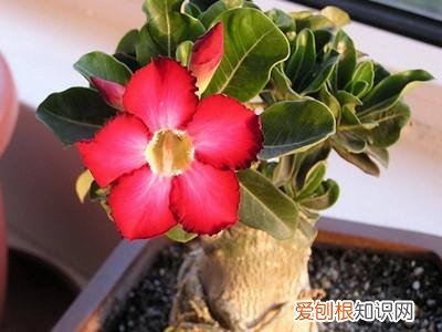 如何养好花烛，养花的7个技巧，简单易学又实用，养一盆活一盆！