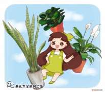 如何养好花烛，养花的7个技巧，简单易学又实用，养一盆活一盆！