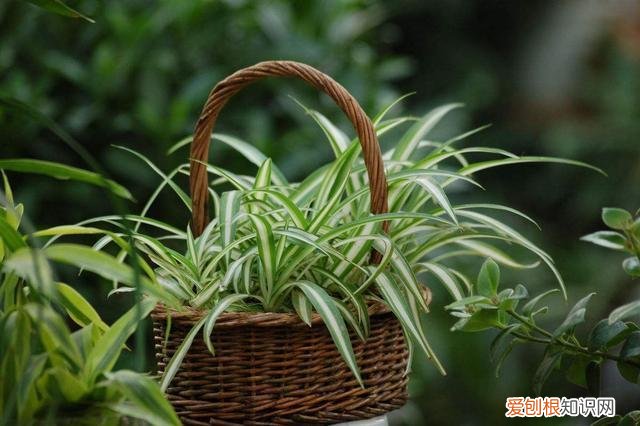 如何养好花烛，养花的7个技巧，简单易学又实用，养一盆活一盆！