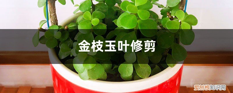 金枝玉叶修剪方法 金枝玉叶修剪