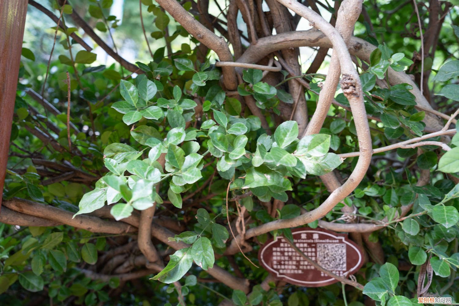 紫藤修剪方法 紫藤修剪