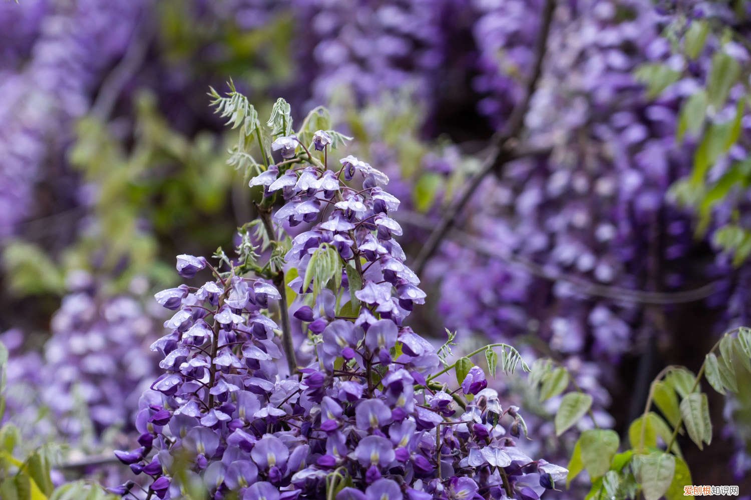 紫藤修剪方法 紫藤修剪