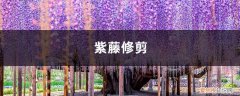 紫藤修剪方法 紫藤修剪