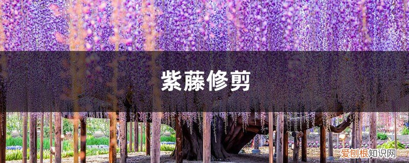 紫藤修剪方法 紫藤修剪