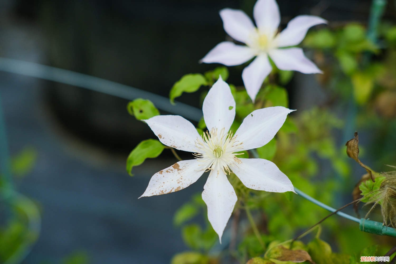 铁线莲修剪残花 铁线莲修剪