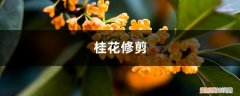 桂花如何修剪,什么时候修剪 桂花如何修剪