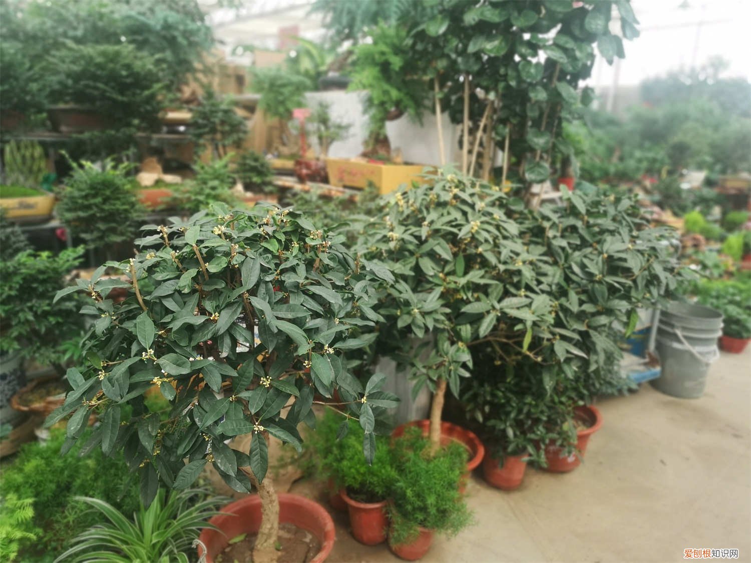 桂花如何修剪,什么时候修剪 桂花如何修剪