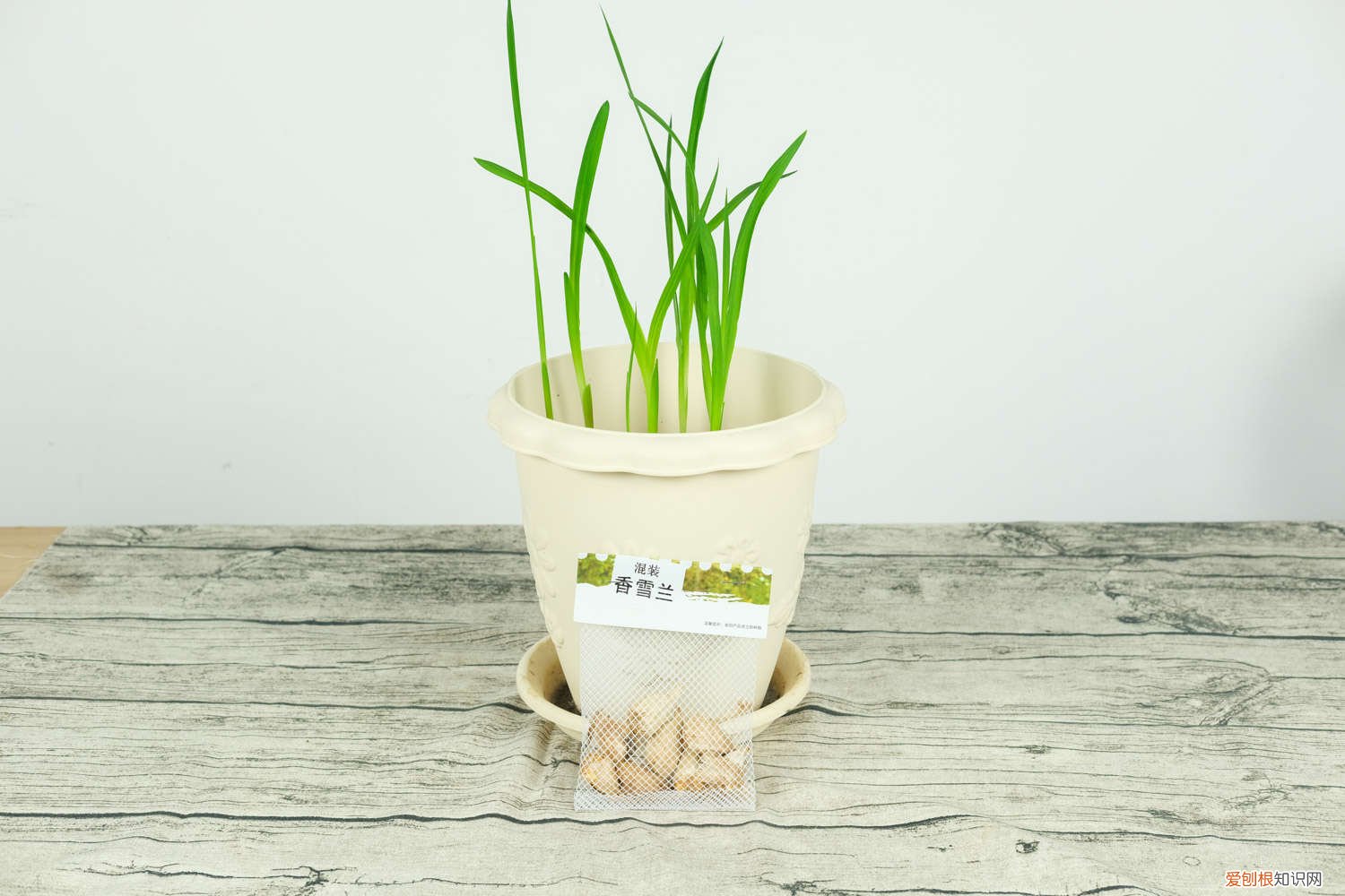 香雪兰怎么修剪? 香雪兰怎么修剪