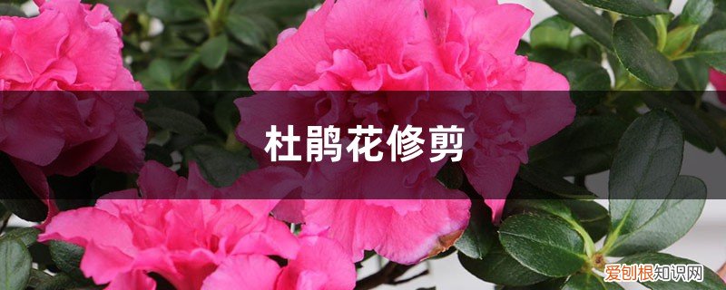 杜鹃花怎么修剪枝叶 杜鹃花怎么修剪