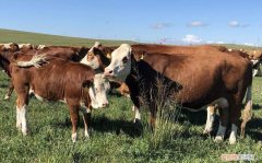 简述我国肉牛养殖生产模式，我国自主繁育的专门化肉牛新品种发布，助力种业科技自立自强