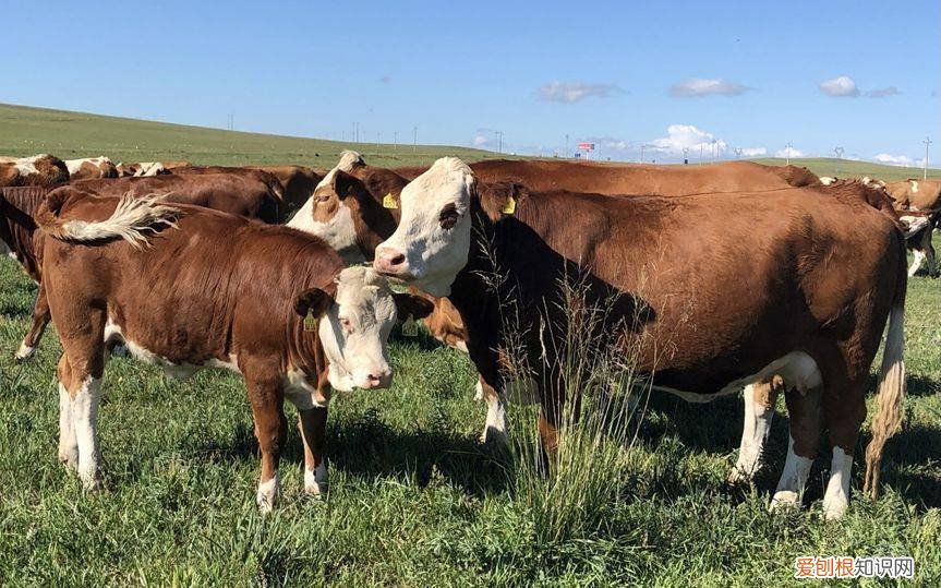 简述我国肉牛养殖生产模式，我国自主繁育的专门化肉牛新品种发布，助力种业科技自立自强