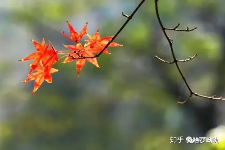 温州哈罗呦呦托育幼儿园，【哈罗呦呦托育】秋季育儿小知识