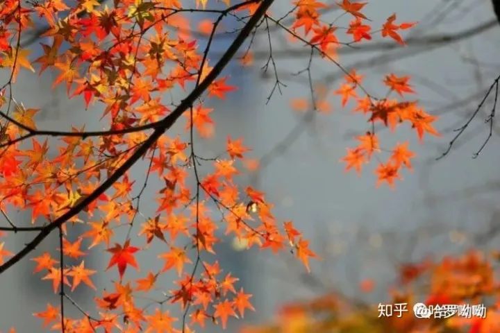 温州哈罗呦呦托育幼儿园，【哈罗呦呦托育】秋季育儿小知识