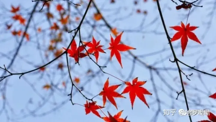 温州哈罗呦呦托育幼儿园，【哈罗呦呦托育】秋季育儿小知识