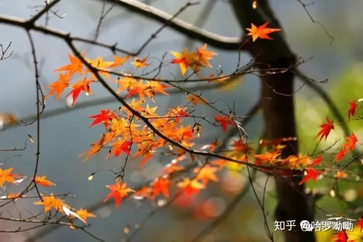 温州哈罗呦呦托育幼儿园，【哈罗呦呦托育】秋季育儿小知识