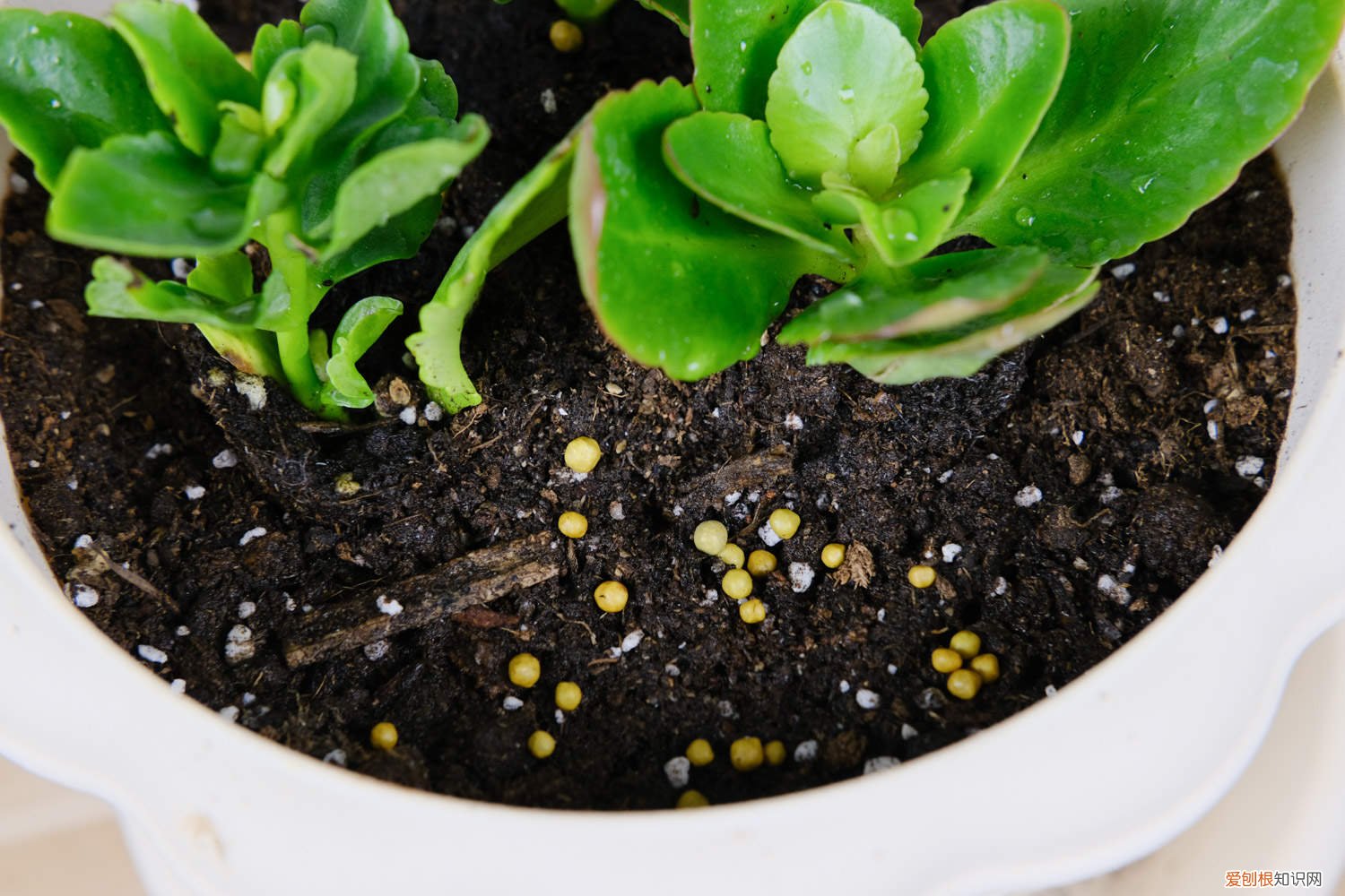 长寿花怎么修剪才好看 长寿花怎么修剪