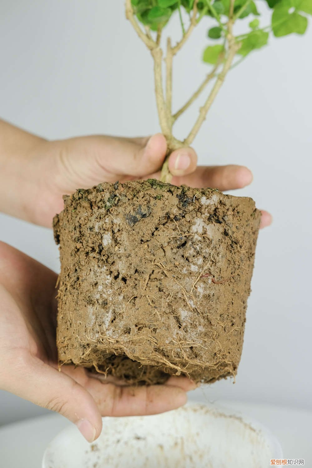 茉莉花怎么修剪过冬 茉莉花怎么修剪