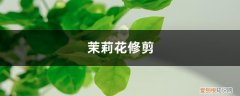 茉莉花怎么修剪过冬 茉莉花怎么修剪