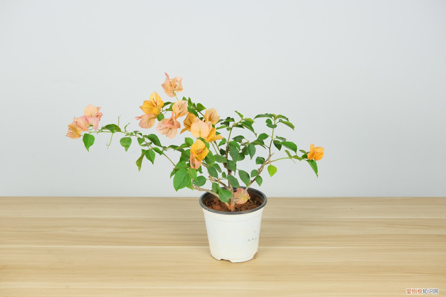 三角梅修剪后施什么肥好 三角梅修剪