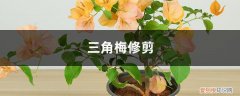三角梅修剪后施什么肥好 三角梅修剪