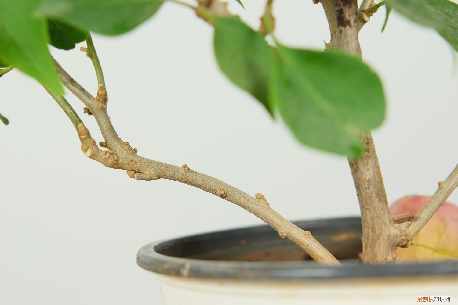 三角梅修剪后施什么肥好 三角梅修剪