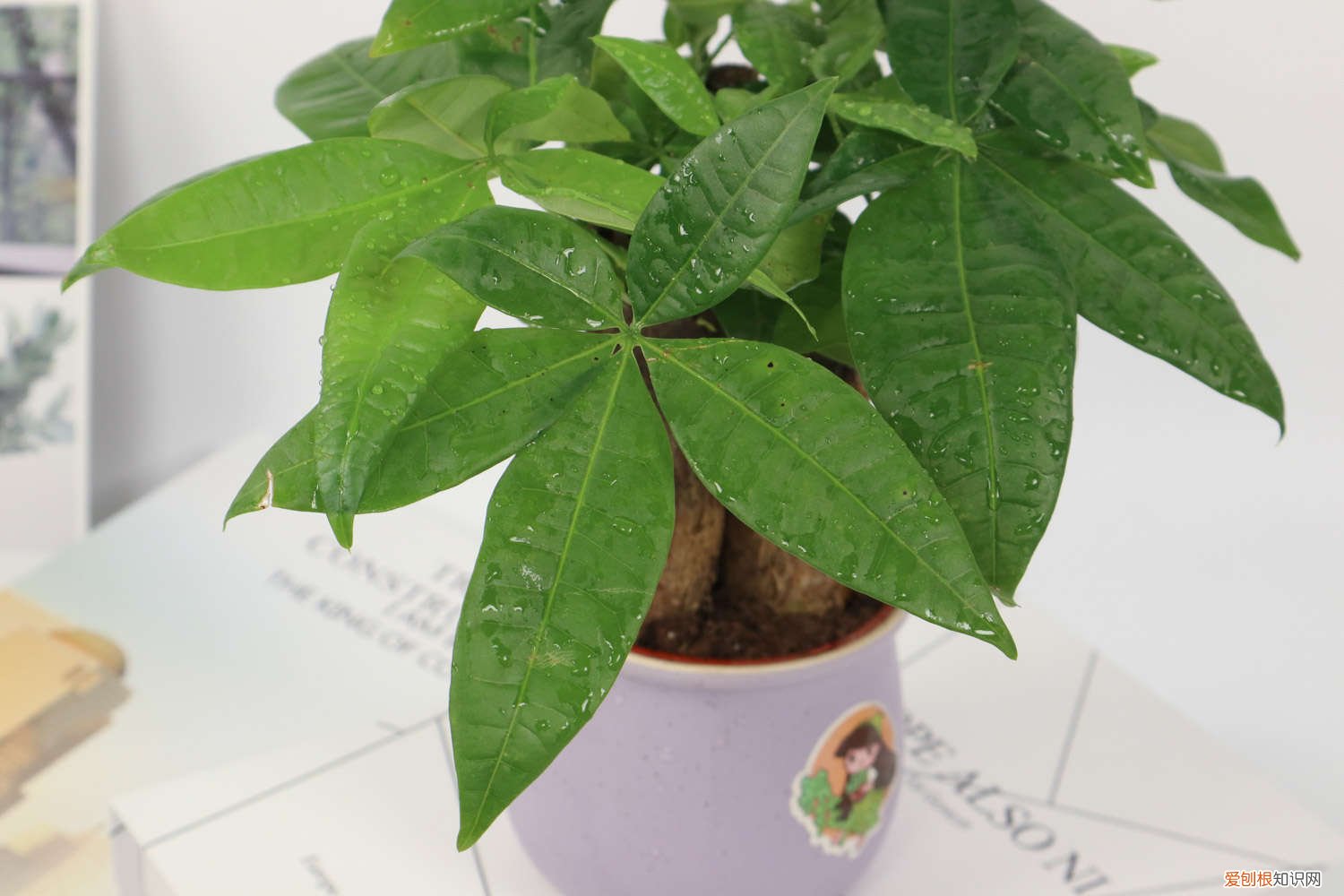 冬天发财树怎么修剪 发财树怎么修剪