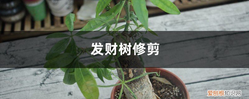 冬天发财树怎么修剪 发财树怎么修剪