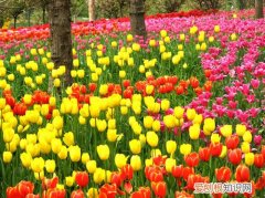 郁金香的养殖方法盆栽 最新最全的郁金香养殖方法和注意事项