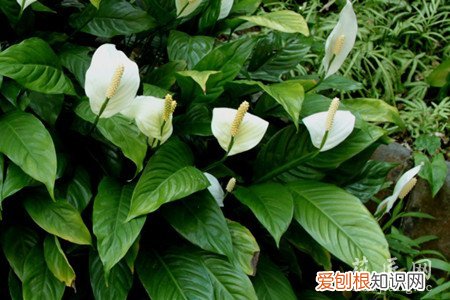 红掌的养殖方法和注意事项 白掌的养殖方法和注意事项