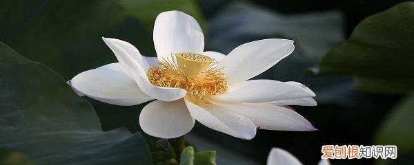 养花小技巧,轻松养，养花有什么技巧