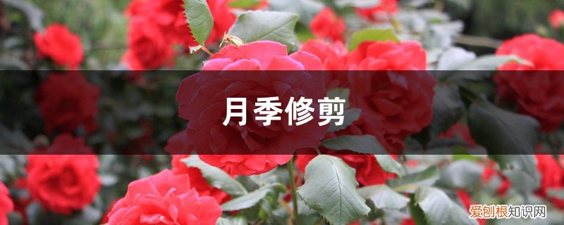 月季修剪时间和方法 月季修剪