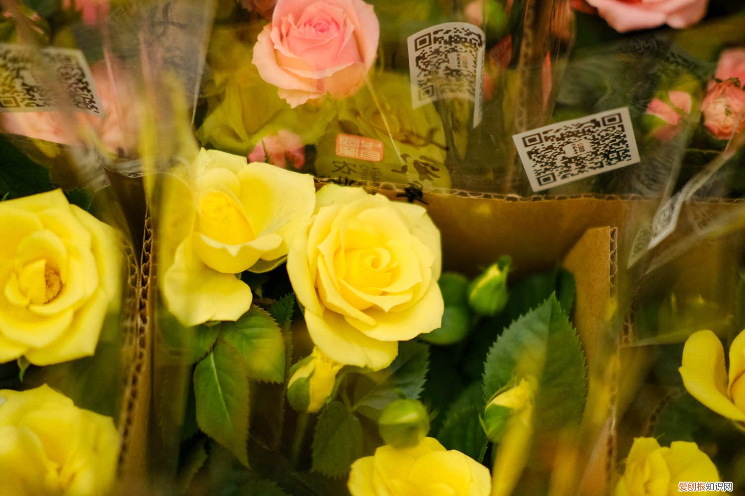 月季修剪时间和方法 月季修剪