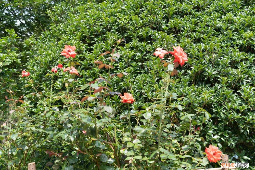 月季修剪时间和方法 月季修剪