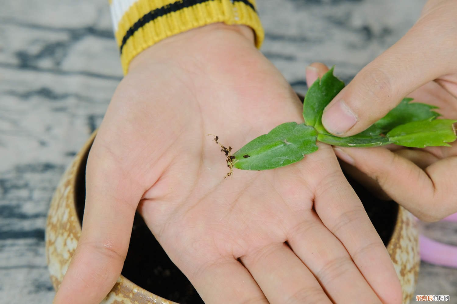 蟹爪兰修剪完长出小红叶子 蟹爪兰修剪