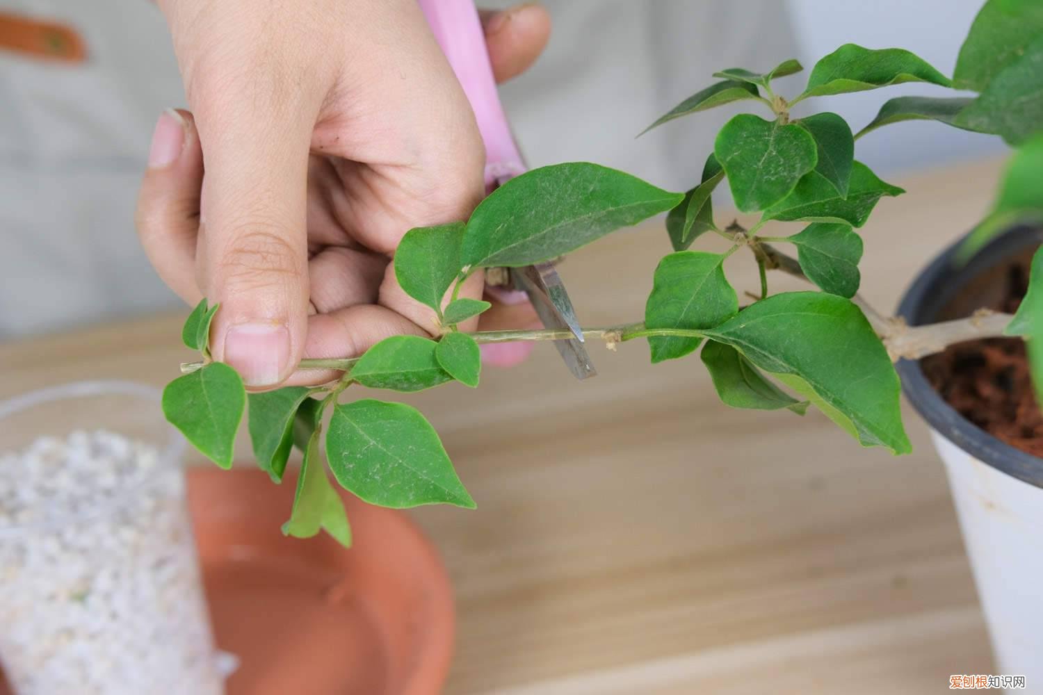 三角梅用啥肥料花开更多 三角梅基肥上什么肥呢，三角梅开花上什么肥