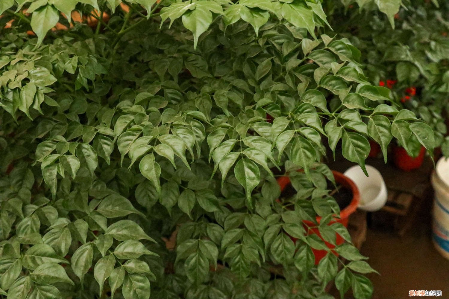 幸福树修剪视频教学 幸福树修剪