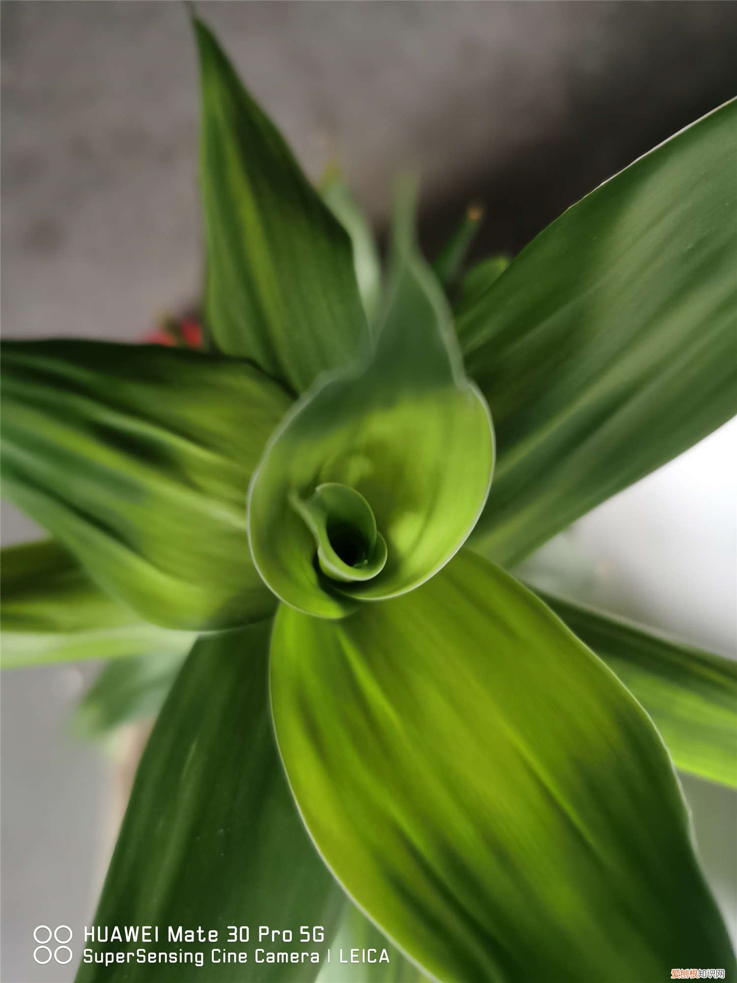 水养富贵竹可以加糖吗 水培富贵竹可以放糖吗，水培富贵竹加多少水