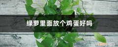 鸡蛋可以放在绿萝里面吗 绿萝里面放个鸡蛋好吗，养绿萝能直接放鸡蛋吗