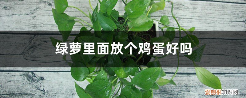 鸡蛋可以放在绿萝里面吗 绿萝里面放个鸡蛋好吗，养绿萝能直接放鸡蛋吗