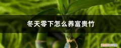 富贵竹冬天怎么养才能安全过冬水培 冬天零下怎么养富贵竹，水培富贵竹冬天怎么养