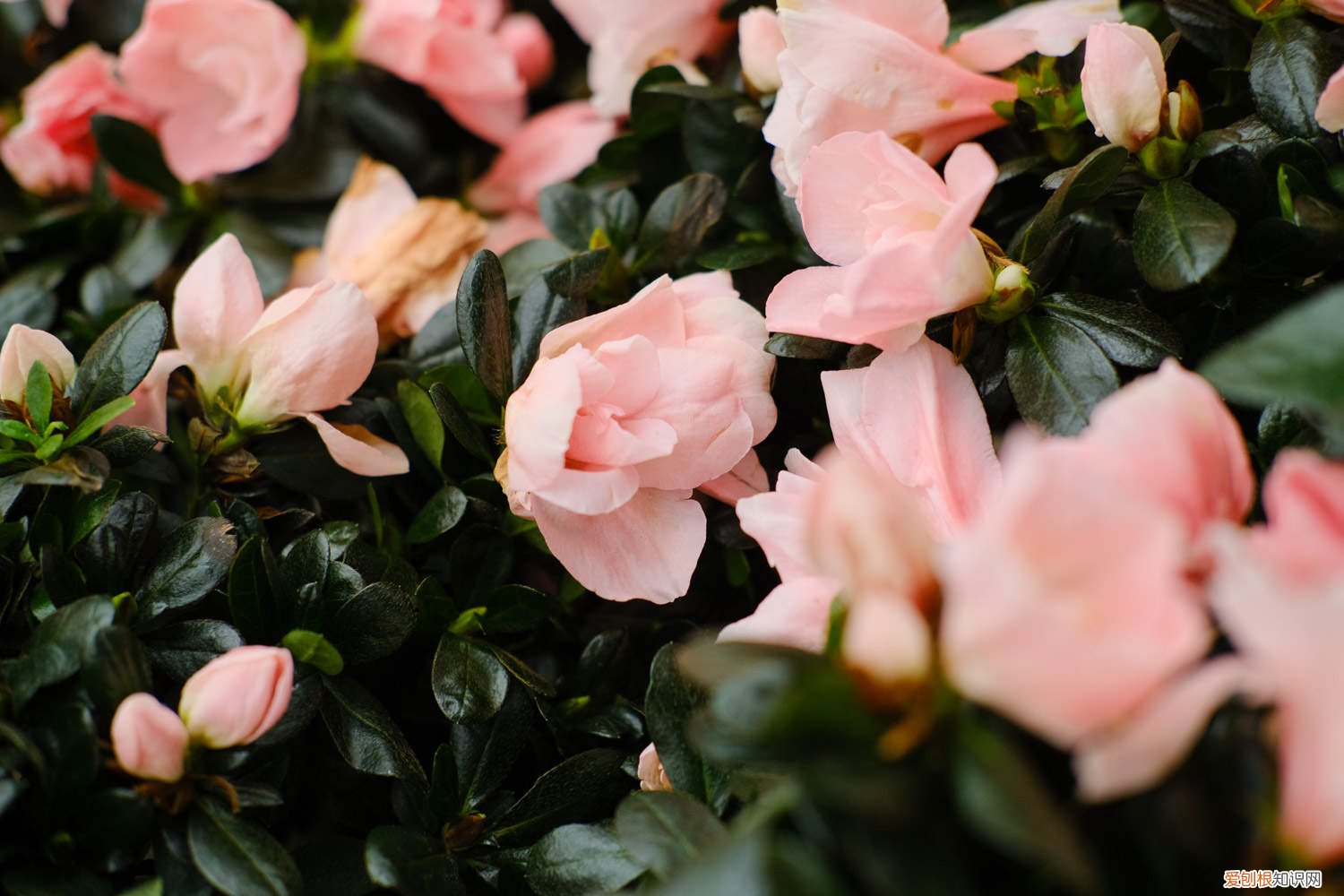 最值钱的杜鹃花盆景图片 杜鹃花盆景多少钱，杜鹃花盆景老桩图片