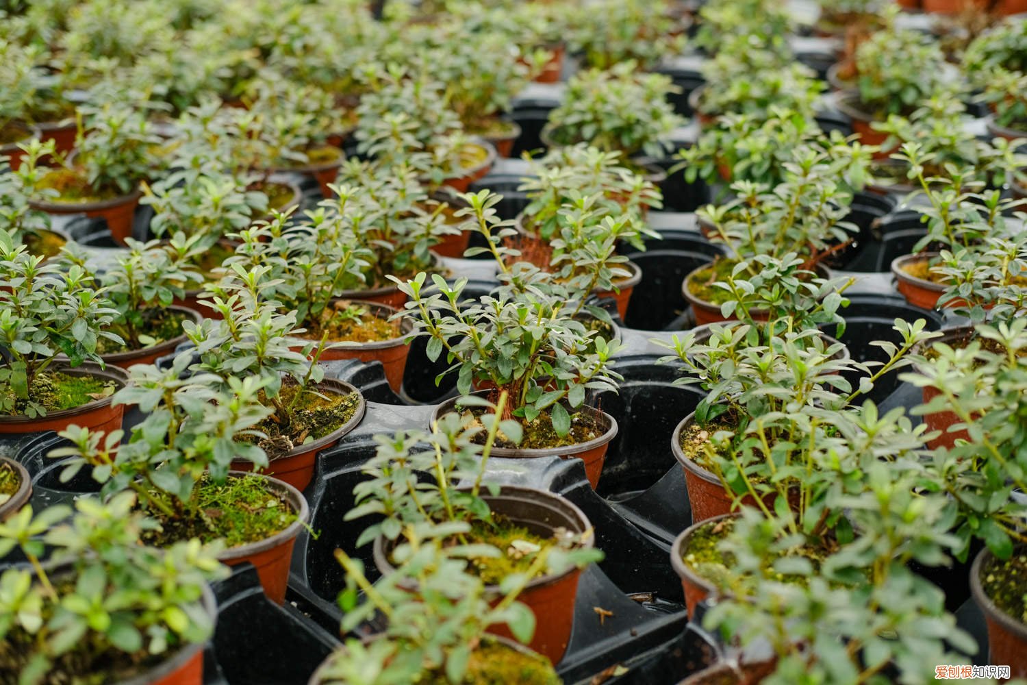 最值钱的杜鹃花盆景图片 杜鹃花盆景多少钱，杜鹃花盆景老桩图片