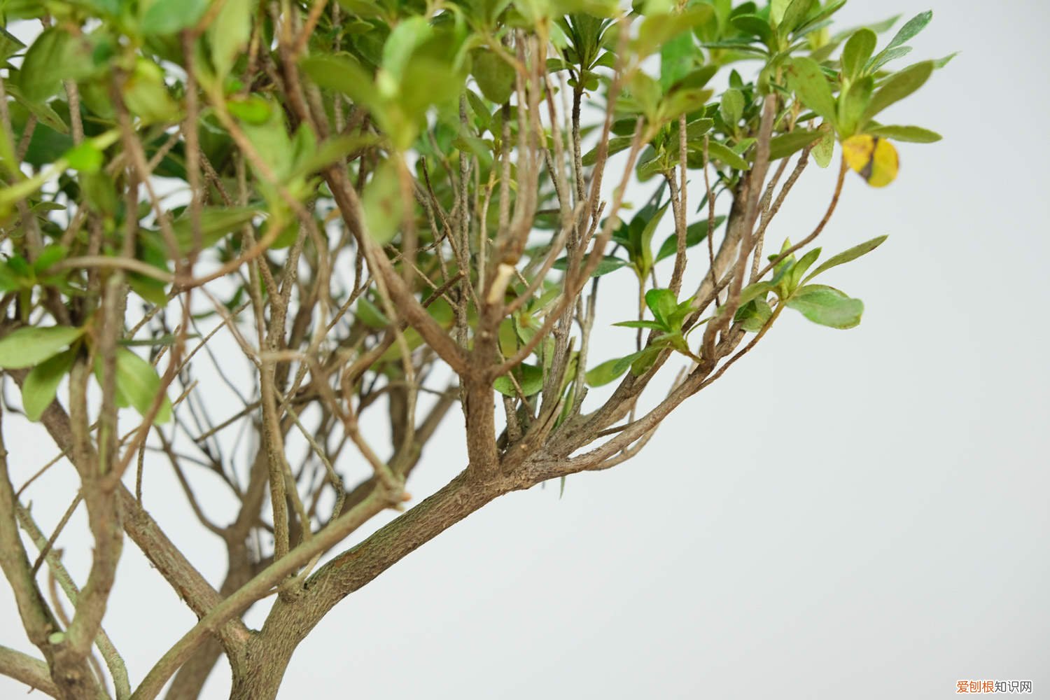 杜鹃花盆景的养殖方法和注意事项 杜鹃花盆景怎么养护，杜鹃花盆景造型