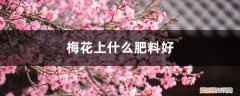 盆栽梅花施肥 梅花上什么肥料好，梅花结果实吗