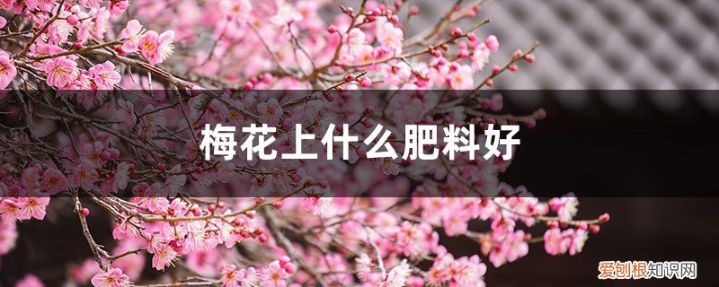 盆栽梅花施肥 梅花上什么肥料好，梅花结果实吗