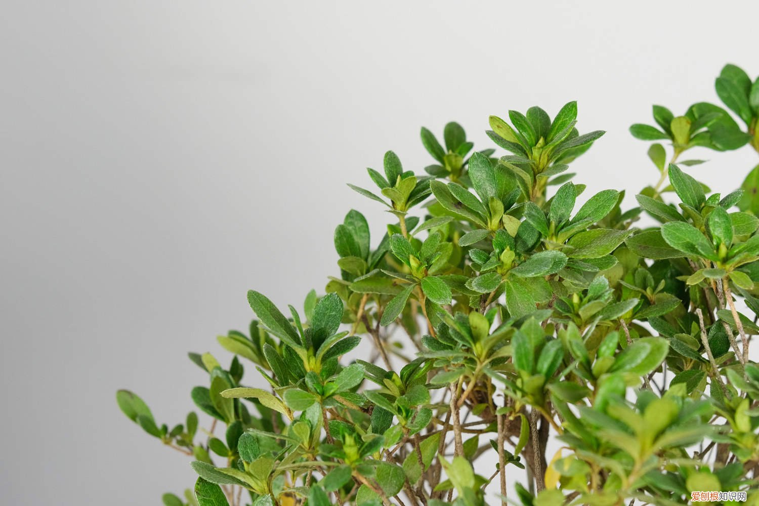 杜鹃花怎么栽才能活 新栽的杜鹃花怎么养，怎么能把杜鹃花栽活