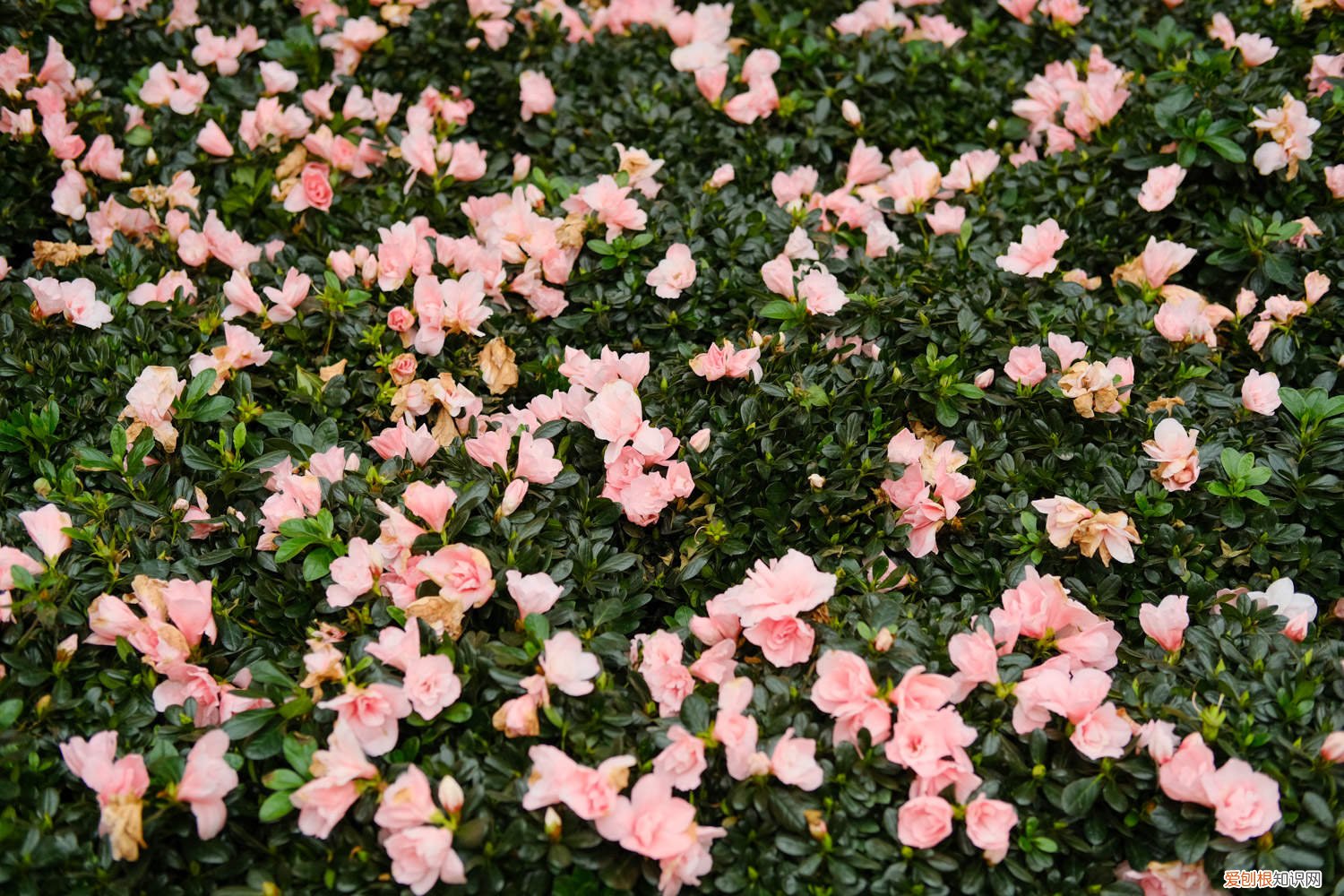 杜鹃花怎么栽才能活 新栽的杜鹃花怎么养，怎么能把杜鹃花栽活